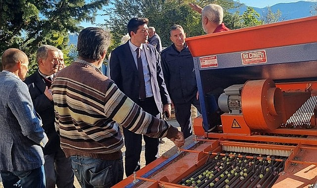 Zeytin Hasadında Beklenti Yüksek